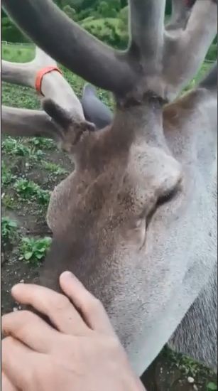 cerb, sursă foto arhivă