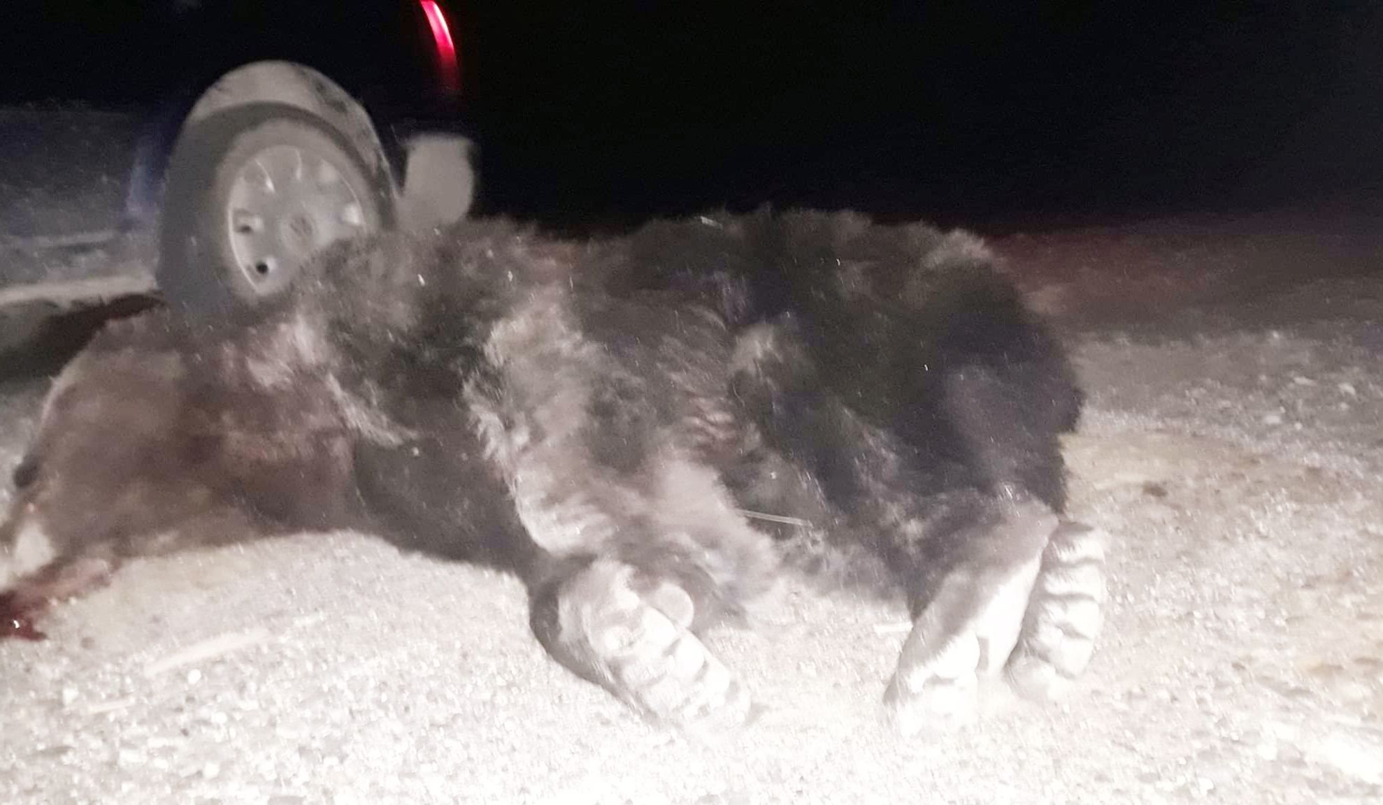 urs-împuscat-brosteni-01