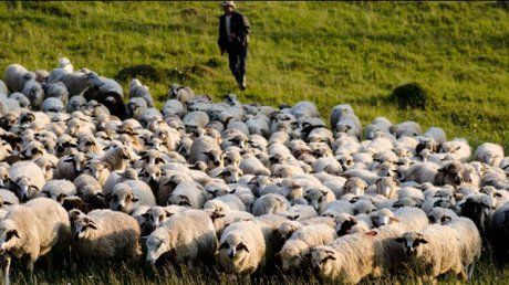 stână, foto arhivă