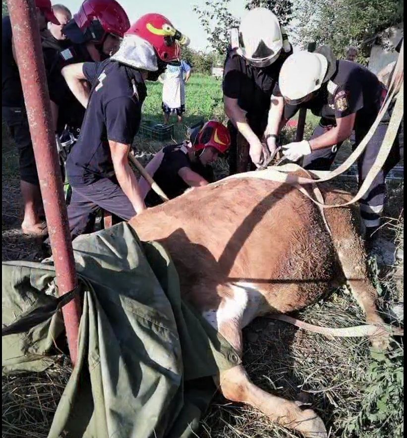 vacă căzută canal Fântânele