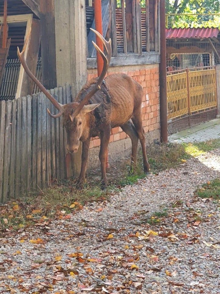 cerb împușcat braconieri Câmpulung Moldovenesc, sursă foto Adi Grig