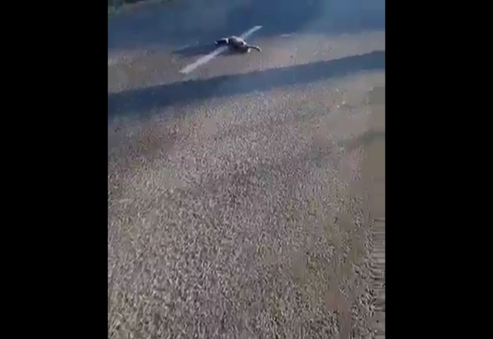 Imagini șocante. Cinci câini au fost găsiți împușcați pe mijlocul unui drum din județul Suceava VIDEO