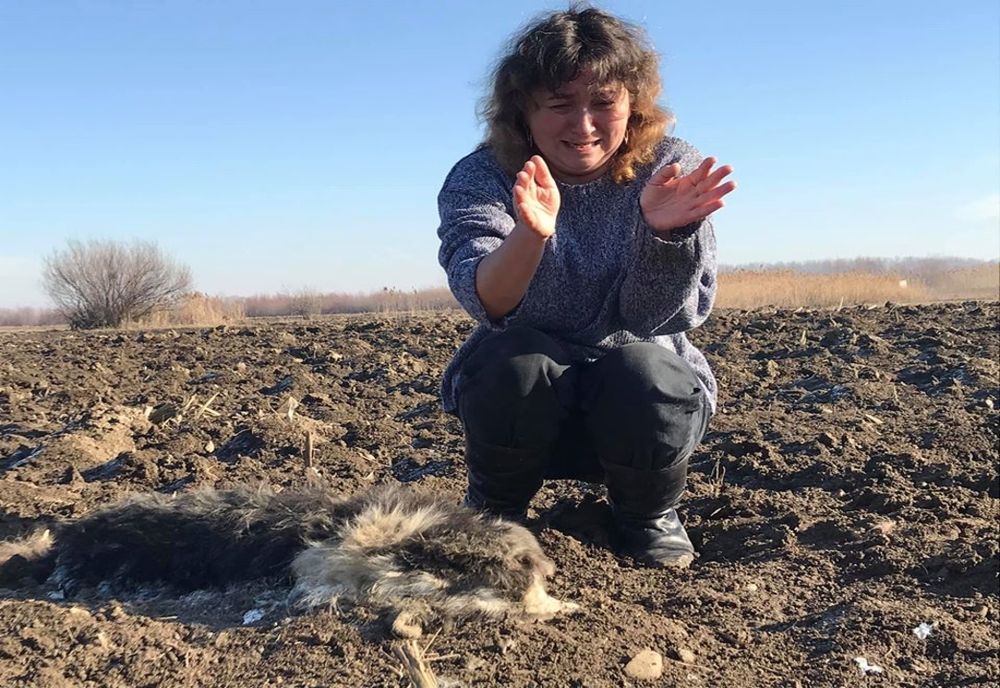 Câini găsiți împușcați pe un câmp din Cornu Luncii VIDEO 