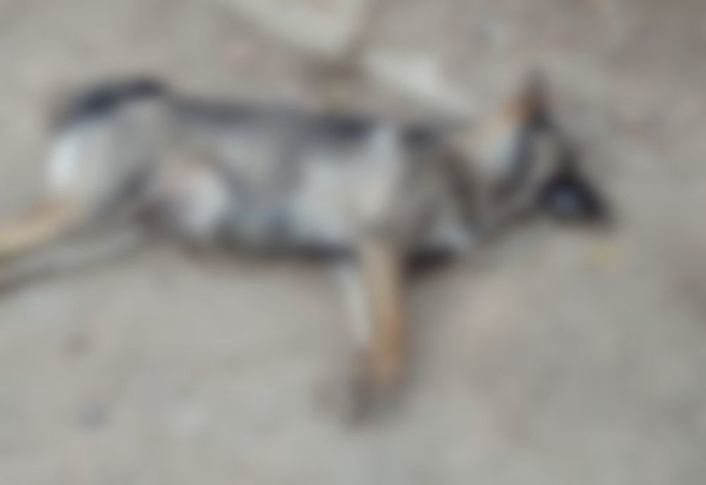 Animale otrăvite în orașul Siret FOTO