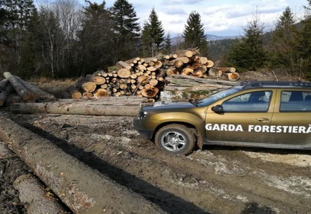 În două săptămâni, Garda Forestieră Suceava a aplicat sancțiuni contravenționale în valoare de 160.000 lei FOTO