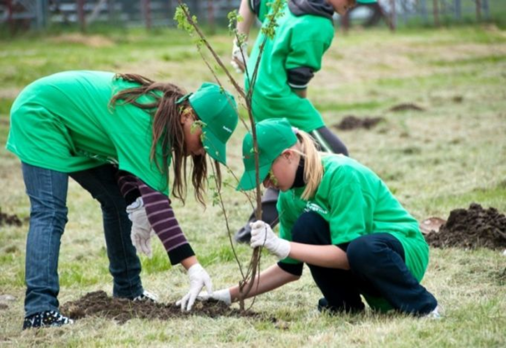 De săptămâna viitoare începe o amplă campanie de plantare arbori în localitățile din vecinătatea Sucevei