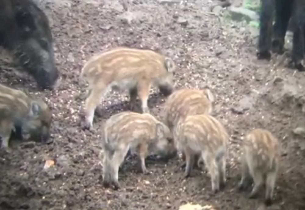 Porci mistreți surprinși la un punct de hrănire amplasat într-o pădure din Broșteni VIDEO 