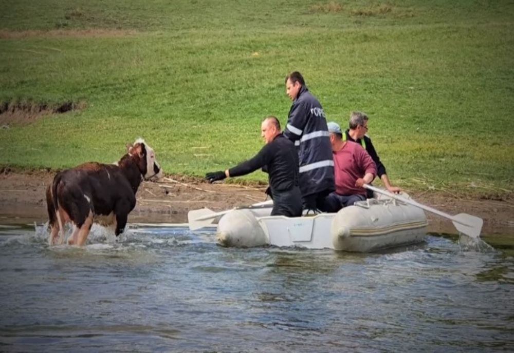 O vițică a fost salvată de pompieri din mijlocul lacului de la Rogojești VIDEO