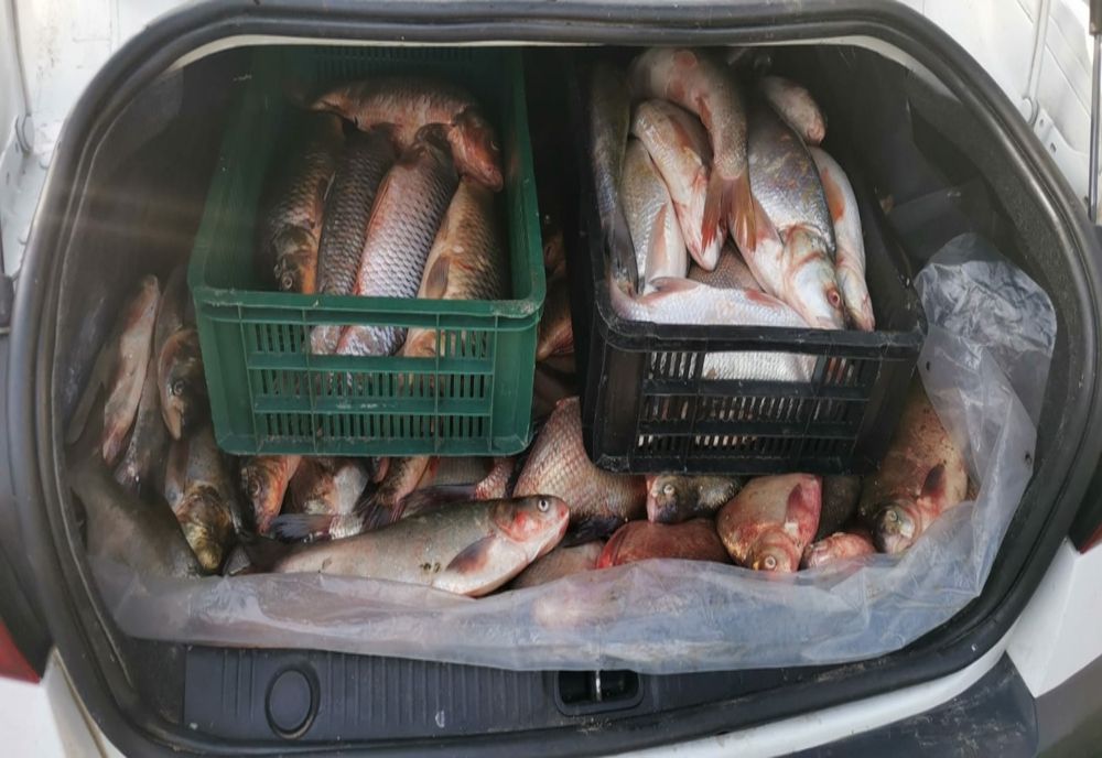 Doi suceveni au fost prinși la Tulcea cu ”peștele-n sac”