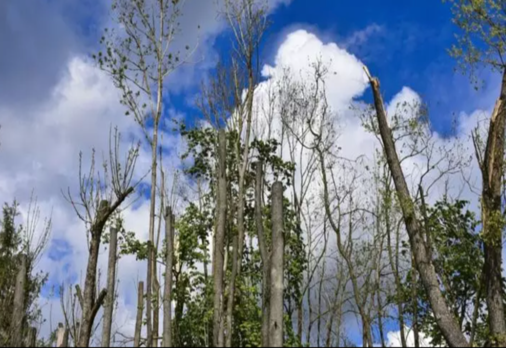 Culisele statului paralel. Cum au pus mâna băieții deștepți pe 60 de hectare din domeniul public