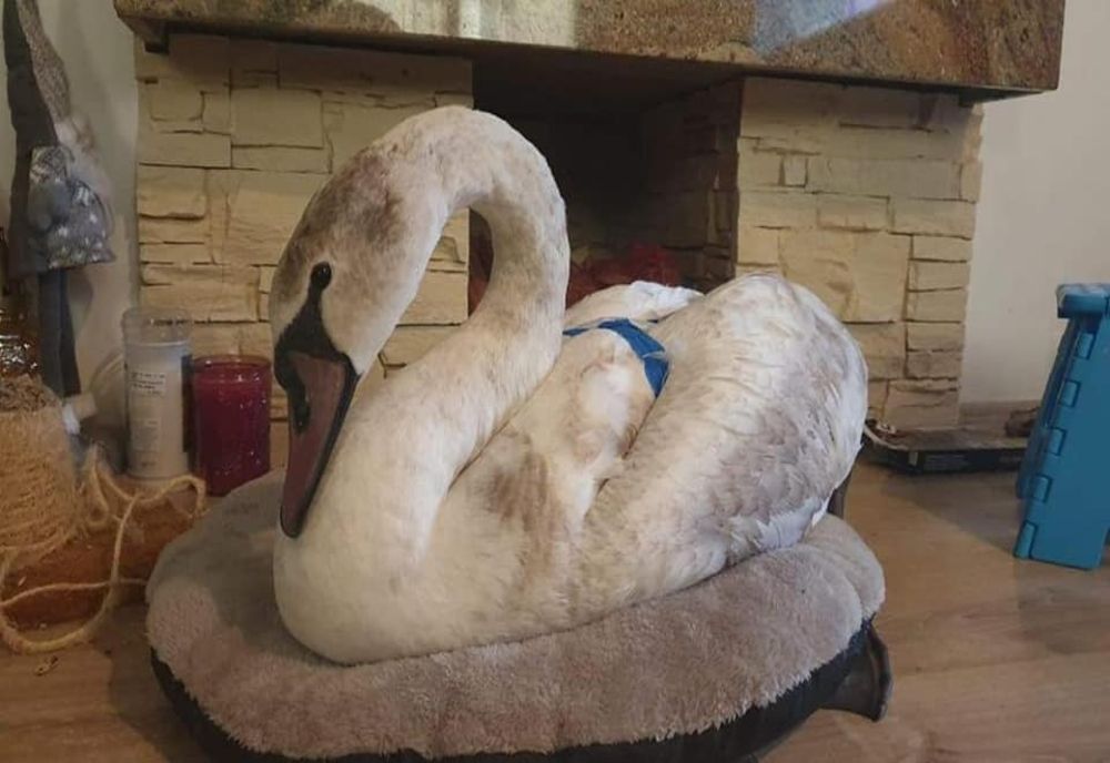 Sfârșit fericit pentru o lebădă prinsă în gheață (FOTO)