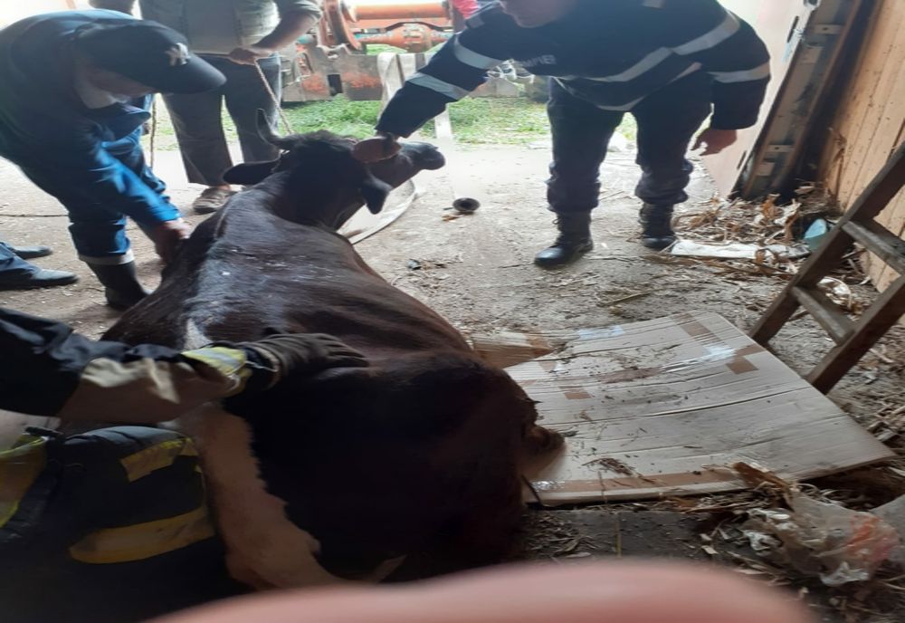 Pățania unei văcuțe din Vicovu de Jos- FOTO