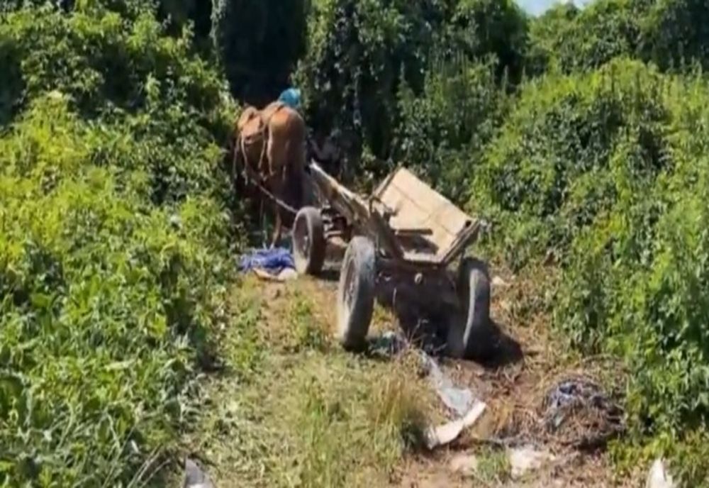 Trei căluți au scăpat de viața de calvar! Au ajuns în adăpostul administrat de Asociația Casa lui Patrocle