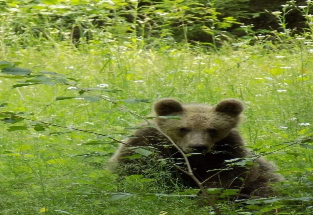 Ministrul Mediului a aprobat împușcarea a 5 urși din județele Argeș, Mureș și Suceava