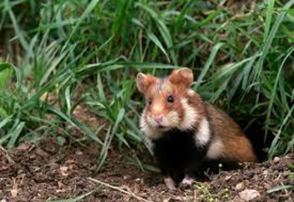 Un sucevean riscă ÎNCHISOAREA după ce a omorât 2 hârciogi. Animalele fac parte dintr-o specie protejată