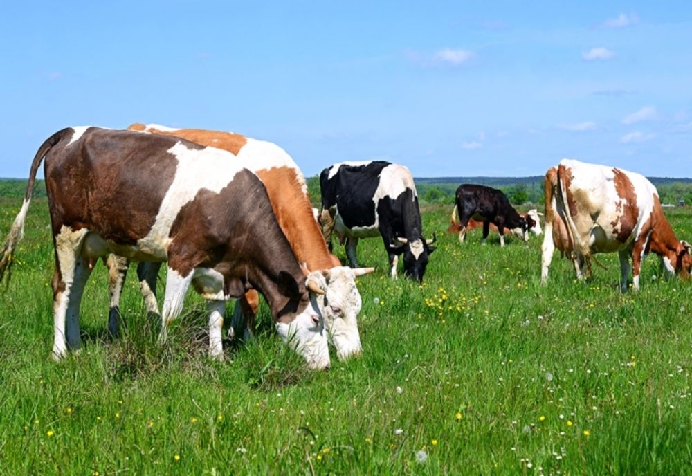 APIA primește cereri pentru ajutorul de stat în sectorul creşterii animalelor