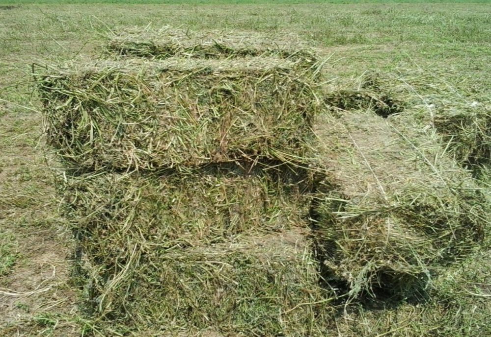 Un bărbat a sunat la 112 pentru a reclama că i-au fost furați mai mulți baloți de fân. De fapt a uitat că el însuși îi mutase