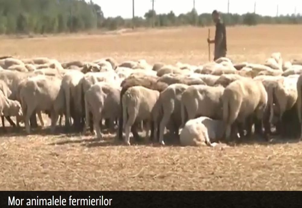 VIDEO - Seceta omoară pe capete animele fermierilor români