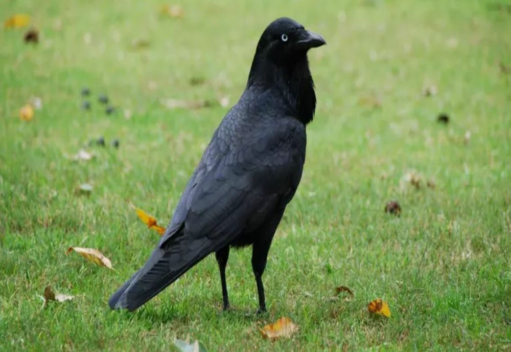 Plângere penală împotriva Spitalului de Urgență Suceava pentru distrugerea cuiburilor de ciori