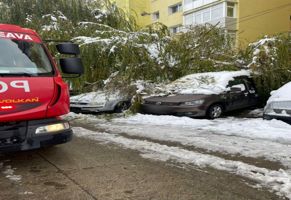 Copac căzut peste mașini în Suceava