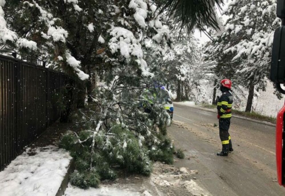 Zăpada a rupt arbori în Suceava. Pompierii militari solicitați să intervină