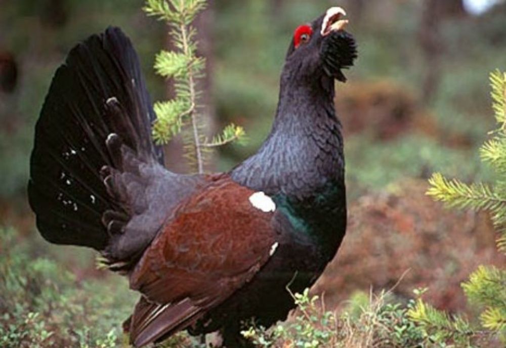 Ordinul ministrului Mediului care permite vânarea cocoşului de munte, suspendat de instanţă. Decizia nu este definitivă, însă este executorie