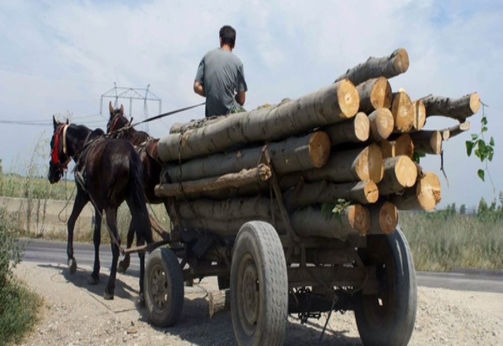 Doi suceveni prinși cu căruța plină de lemne furată