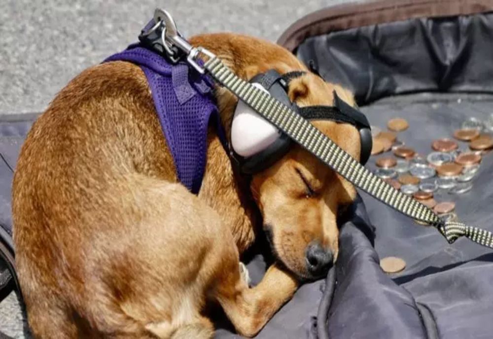 1 martie, miercurea ALARMELOR. Cum ne protejăm animalele de casă de sunetul sirenelor