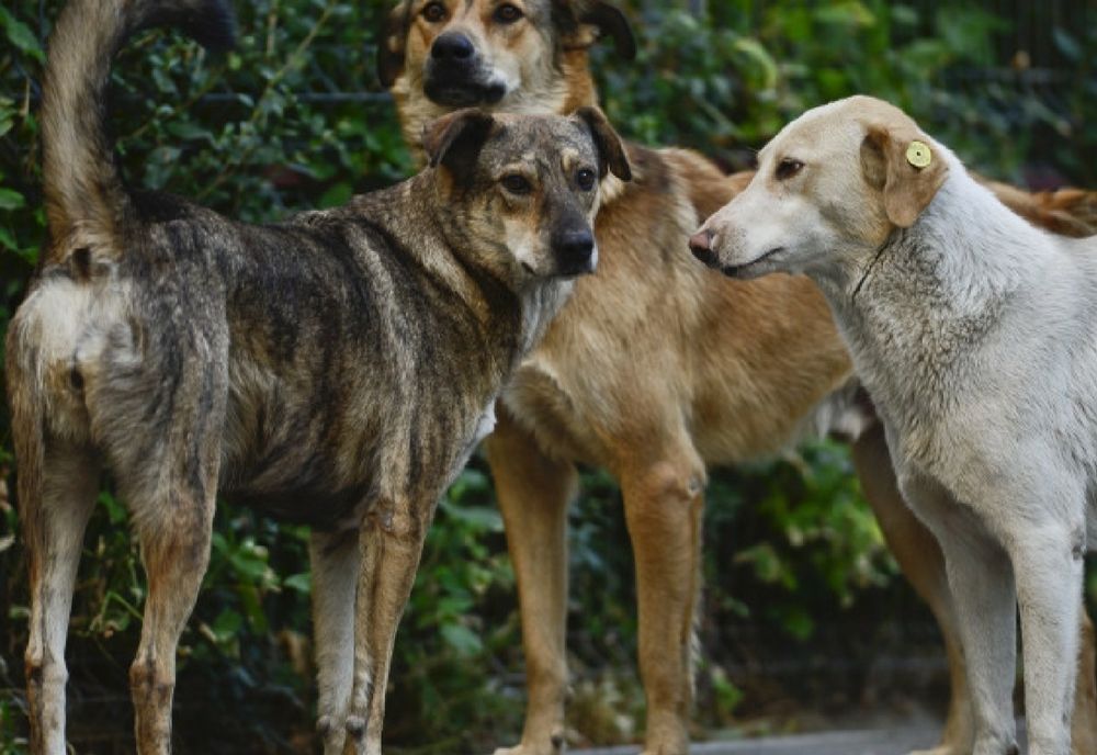 PRIMĂRIA SUCEAVA SUSȚINE CĂ ORAȘUL ESTE „SUB ASEDIUL MAFIEI CÂINILOR FĂRĂ STĂPÂN”