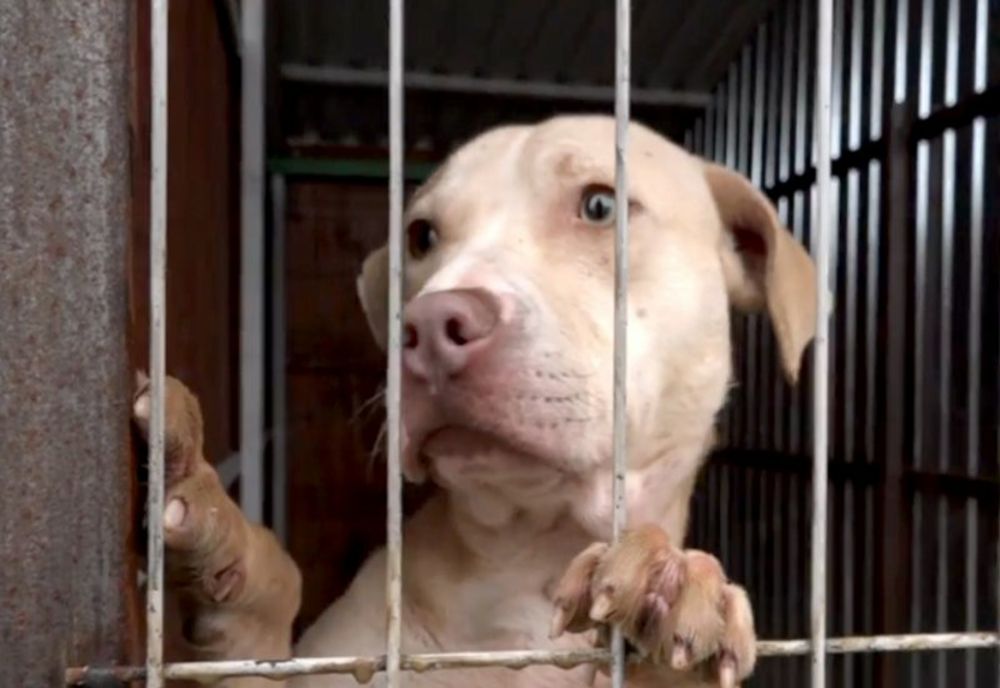 ASPA A LANSAT UN CATALOG ONLINE AL CÂINILOR DISPONIBILI PENTRU ADOPȚIE