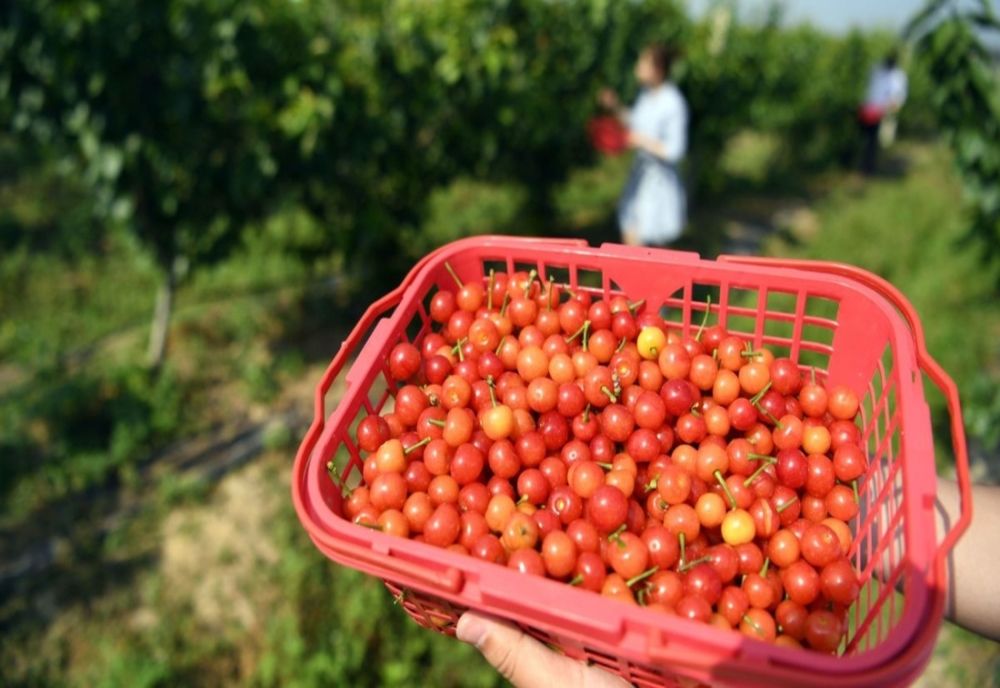 Au apărut cireșele în piețele din Suceava. Peste 100 de lei, pe kilogram