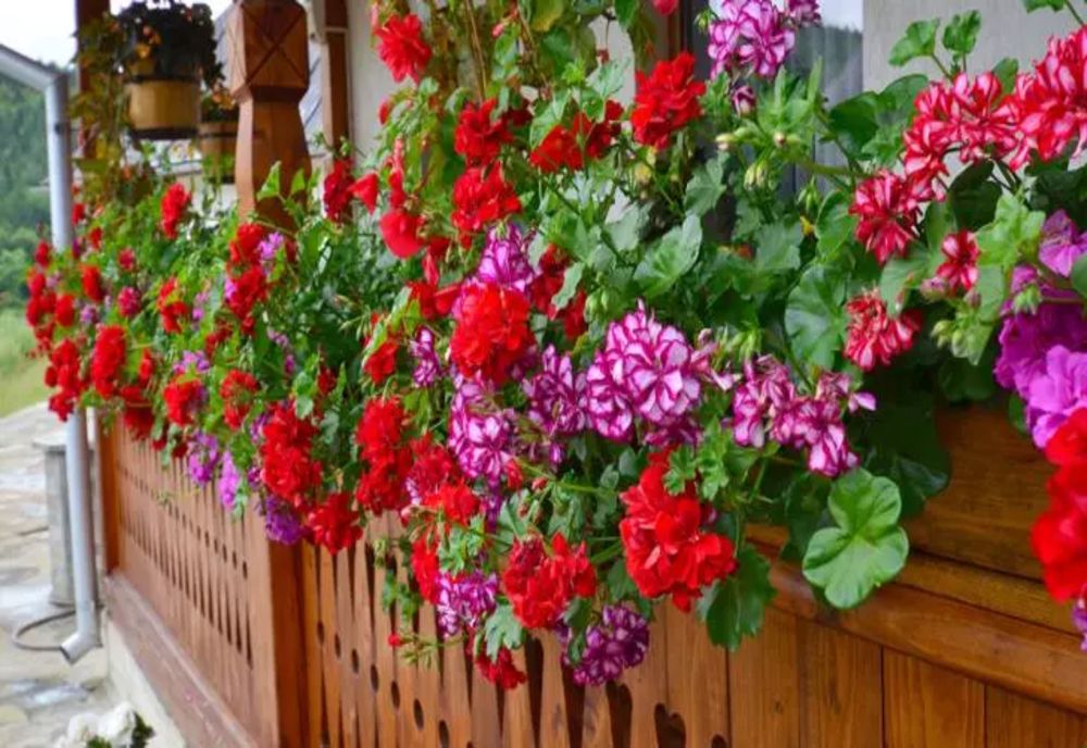 Plantele care aduc sănătate, bunăstare, fericire și iubire. Sunt considerate adevărate talismane norocoase