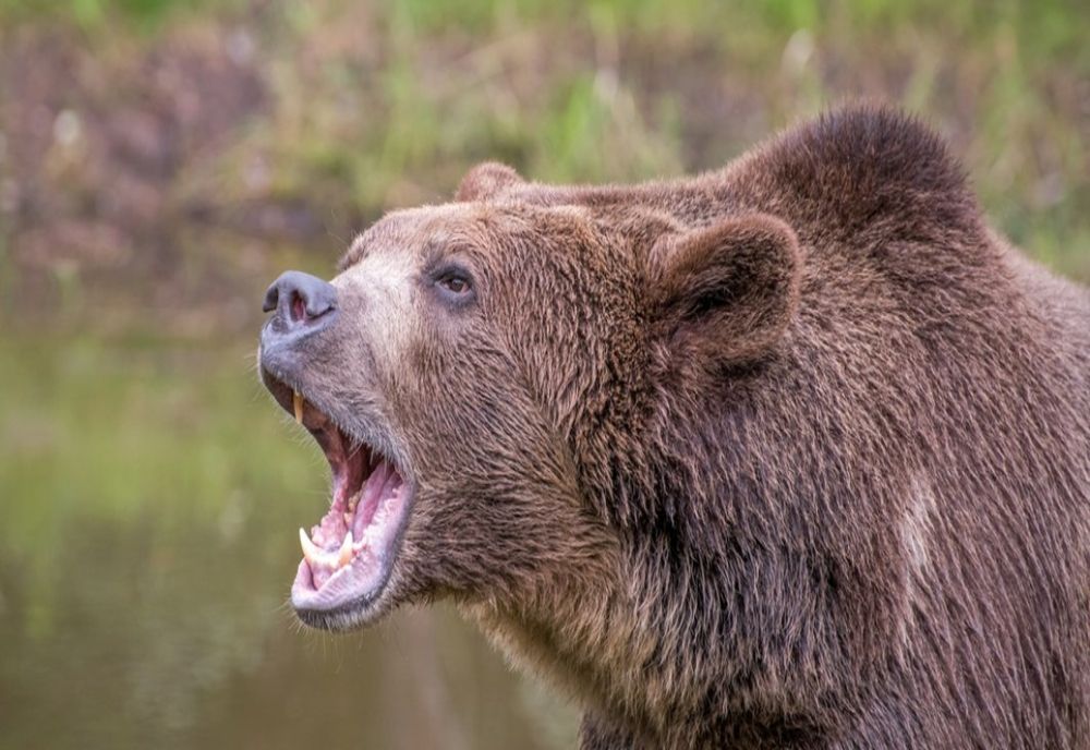 Trei urşi care au intrat în orașul Miercurea Ciuc au fost împușcați de autorităţi