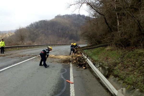 DN 17 blocat pe un sens, pe raza localității Pojorâta, după ce un arbore a căzut pe carosabil