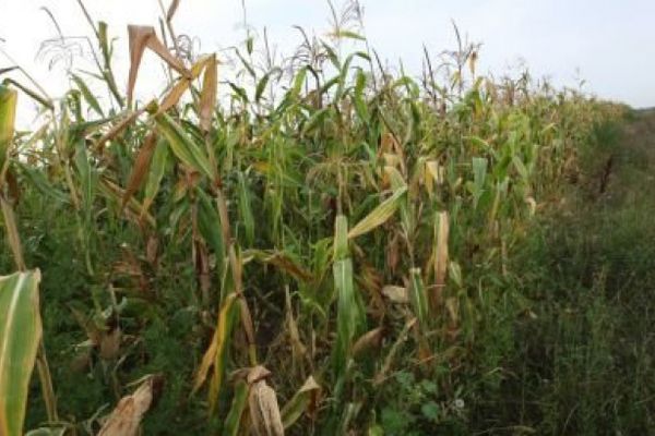 Tânăr beat și cu permisul suspendat, urmărit de polițiști. S-a oprit cu mașina într-un lan de porumb