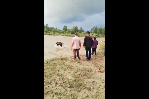 VIDEO Misiune inedită a pompierilor militari: vacă salvată din mijlocul râului Suceava