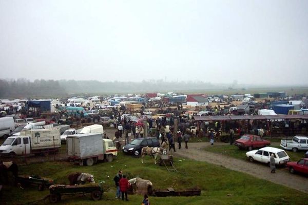 Toate târgurile de animale au fost închise de frica pestei porcine africane