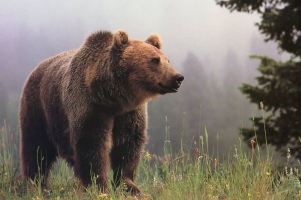 Un bărbat din Frasin s-a întâlnit cu un urs în timp ce se afla în pădure la cules de bureți