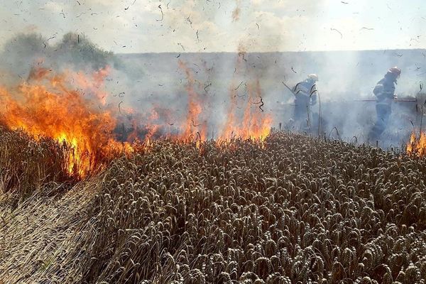 Ratoș. Cinci hectare de grâu au fost distruse de un incendiu FOTO