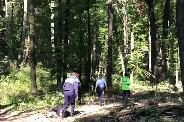 Sfârșit tragic pentru un sucevean. A murit strivit de un copac FOTO