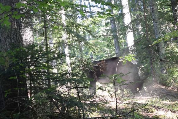 VIDEO Foresta Suceava - CSM Roman: 5-1