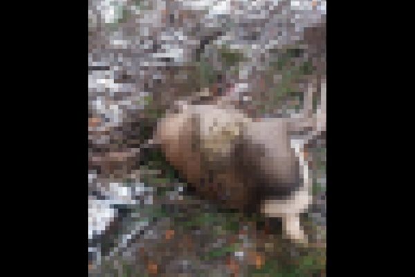 Căprioară ucisă de braconieri, pe Transrarău FOTO