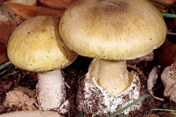 Un bărbat s-a dus în pădure să culeagă ciuperci. Cât a fost plecat concubina i-a furat lucrurile din casă