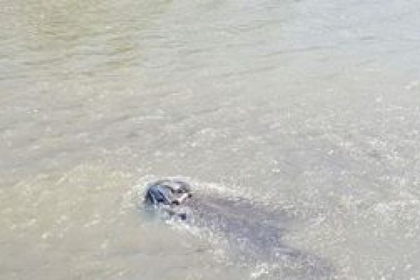 Un bătrân a murit după ce a căzut cu bicicleta de pe o punte în albia unui pârâu