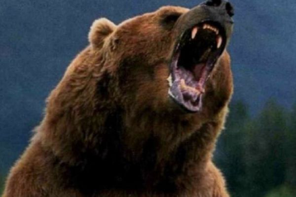 Un bătrân din Bogdănești a ajuns în stare gravă la spital după ce a fost atacat de un urs