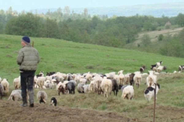 Polițiștii de frontieră au prins un urmărit general. Bărbatul se afla cu oile la păscut