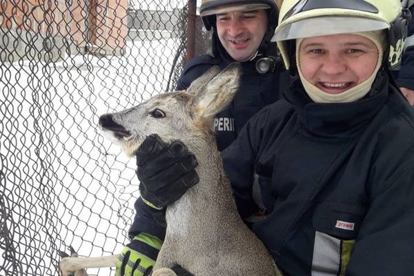 O căprioară care s-a blocat în plasa unui gard, salvată de pompierii sireteni VIDEO