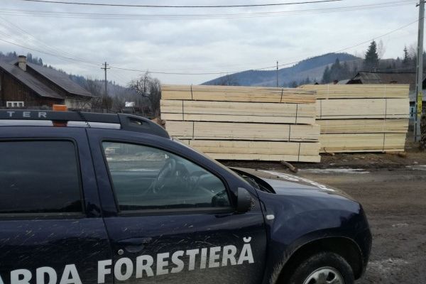 Aproape de 2.000 de metri cubi de lemn tăiat ilegal, descoperiți anul trecut de Garda Forestieră Suceava