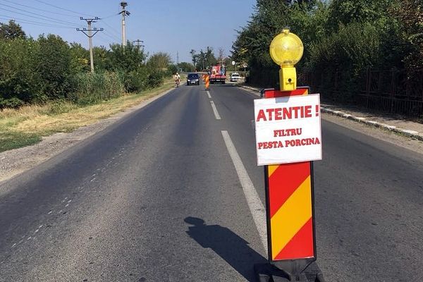 Filtre rutiere la granița Suceava-Botoșani împotriva pestei porcine africane