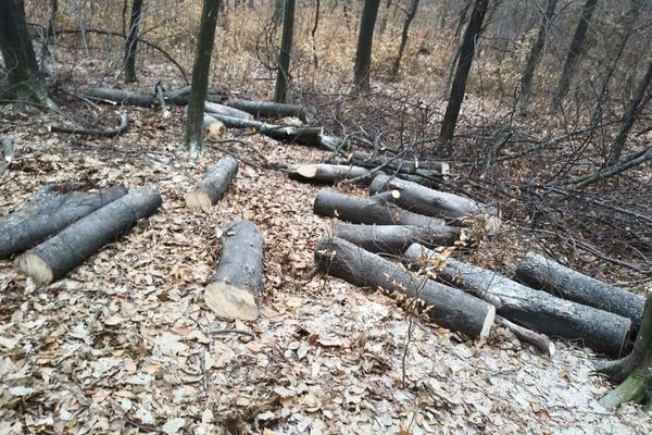 Prinși de jandarmi în timp ce tăiau ilegal arbori FOTO